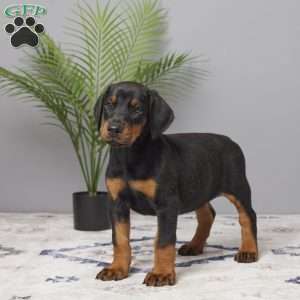 Daisy, Doberman Pinscher Puppy